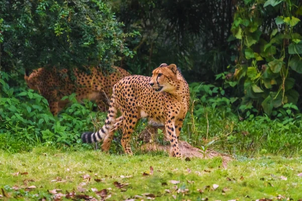 Duas Chitas Adultas Natureza — Fotografia de Stock