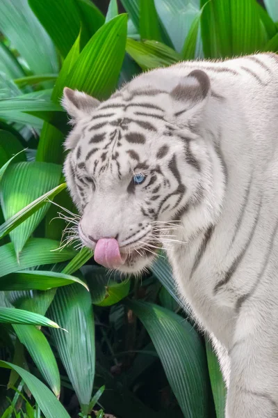 Witte Tijger Likt Haar Neus — Stockfoto