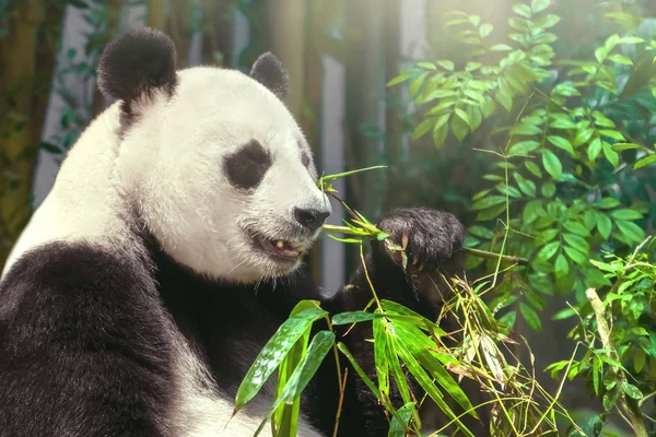 Obří Panda Žere Bambus Lese — Stock fotografie