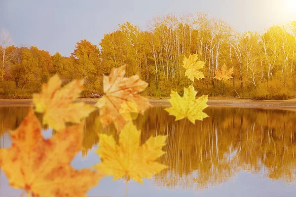 Hojas Otoño Volando Sobre Lago — Foto de Stock