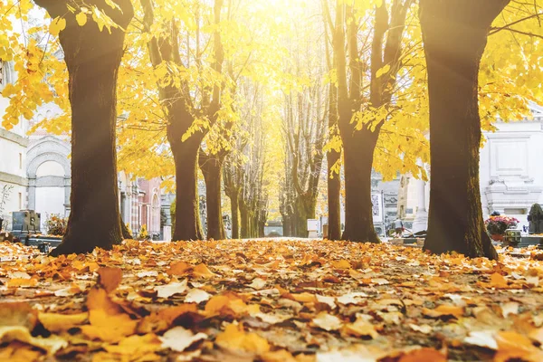 Alley Autumn Park Sunny Day — Stock Photo, Image