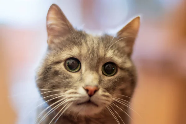 Graue Katze Mit Grünen Augen Nahaufnahme — Stockfoto