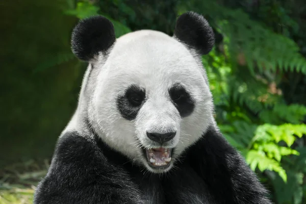 Giant Panda Bear Närbild Porträtt — Stockfoto