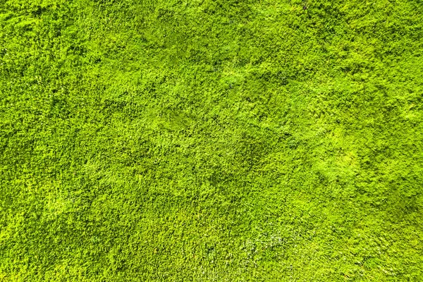 Texture of green grass