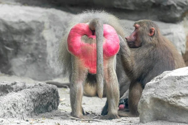 Een Baviaan Aap Vlooien Teken Zoekt — Stockfoto