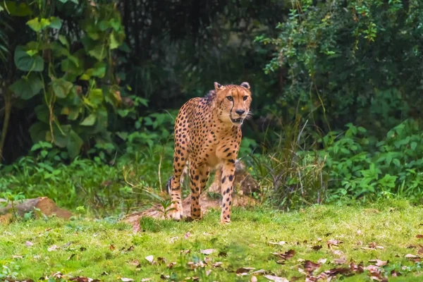 Cheetah Caminando Por Bosque — Foto de Stock