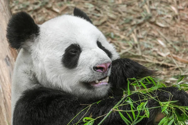 かわいいの白黒パンダが竹を食べる — ストック写真