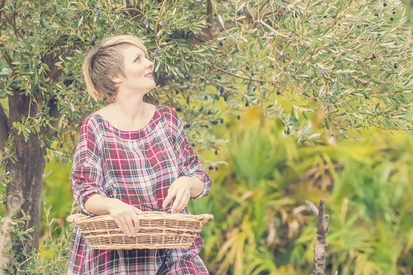 Mooie Jonge Blonde Vrouw Een Geruite Jurk Verzamelt Olijven Uit — Stockfoto