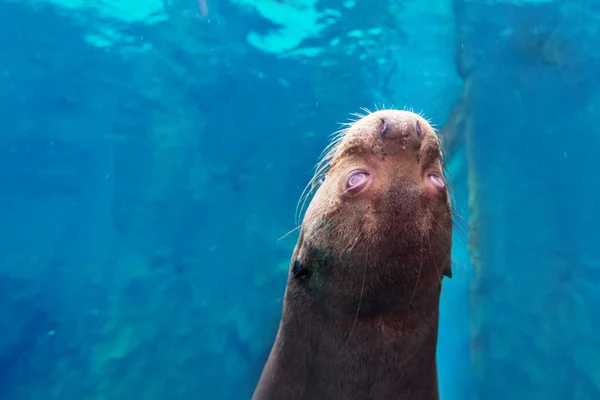 Lontra Flutuando Sob Água — Fotografia de Stock