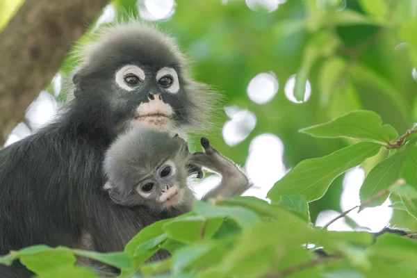 Gölgeli Yaprak Maymun Bebek Ile Gözlüklü Langur Trachypithecus Burnu — Stok fotoğraf