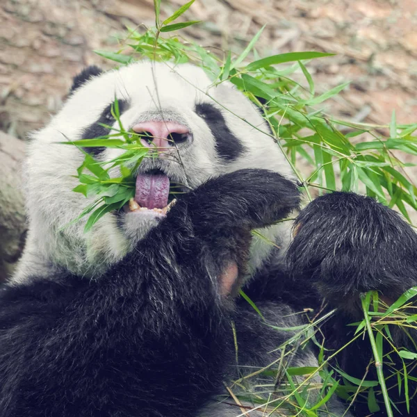 Preto Branco Panda Comer Bambu — Fotografia de Stock