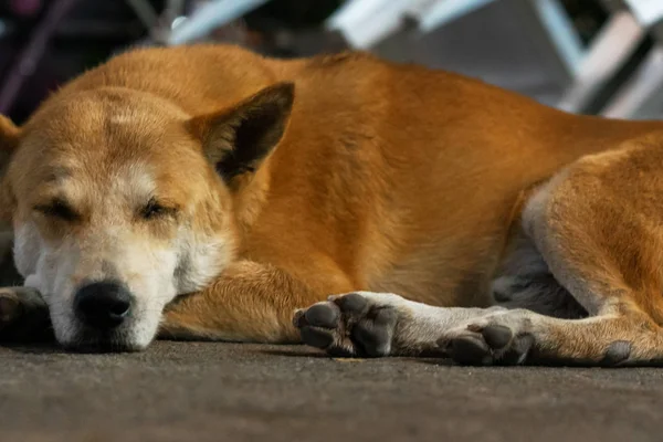 Gran Perro Callejero Marrón Duerme Aire Libre —  Fotos de Stock