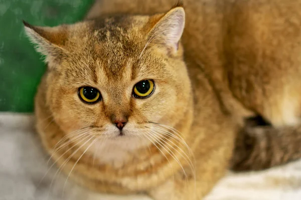 Üzgün Şişman Kahverengi Kedi — Stok fotoğraf