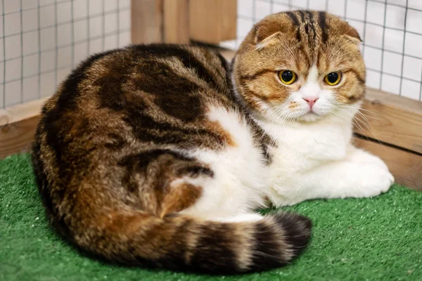 Adult Scottish Fold Katt Bur Utställning Fullblod Katter Djuraffär — Stockfoto