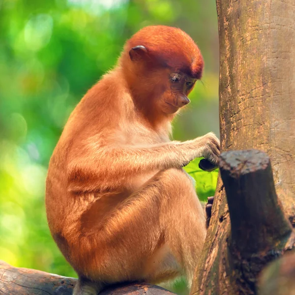 Bambino Una Scimmia Proboscide Nasalis Larvatus Ritratto Primo Piano — Foto Stock