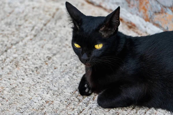 路上で横になっている黒い猫 — ストック写真
