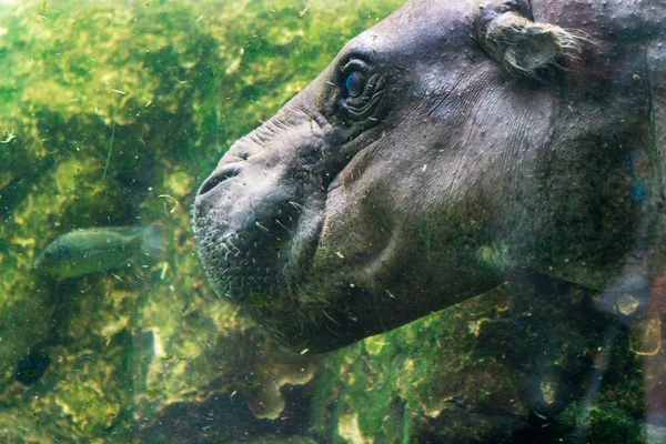 Bebê Hipopótamo Sob Água — Fotografia de Stock