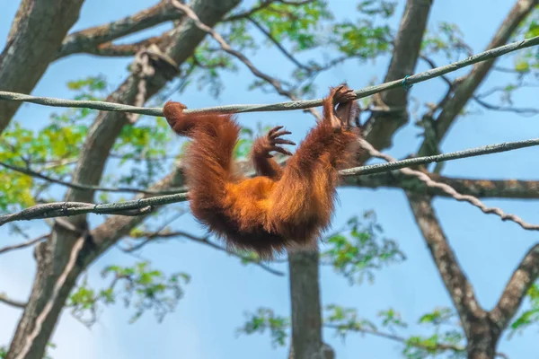 Orangután Colgando Una Cuerda — Foto de Stock