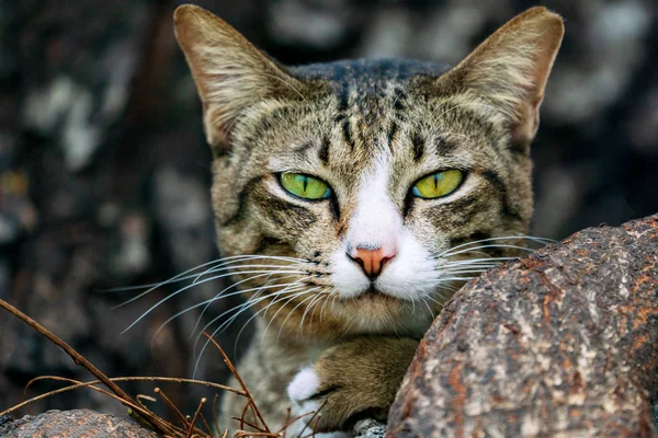 Retrato Gato Olhos Verdes Close — Fotografia de Stock