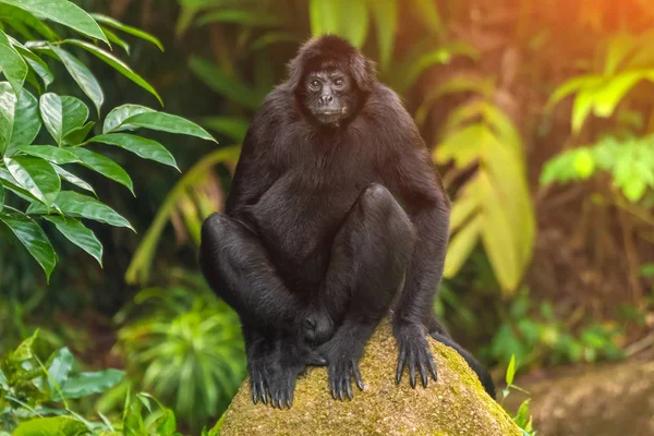 Mono Negro Sentado Una Roca — Foto de Stock