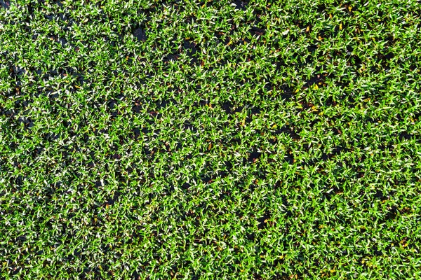 Zöld Természetes Háttér Textúra Lawn Háttérben — Stock Fotó