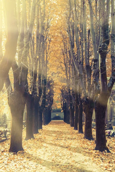 Autumn Alley Sunlight — Stock Photo, Image