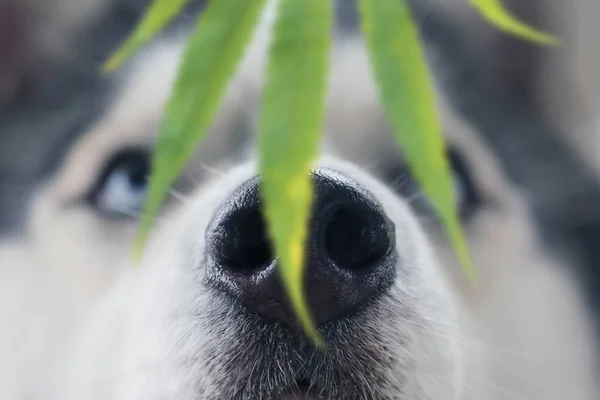 Husky Dog Olfateando Una Hoja Marihuana — Foto de Stock