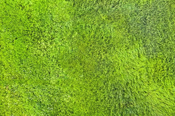 Textura Grama Verde — Fotografia de Stock