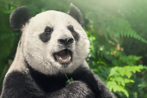 Fekete Fehér Aranyos Panda Közeli — Stock Fotó