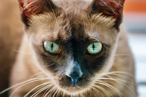 Burmese Katt Närbild — Stockfoto
