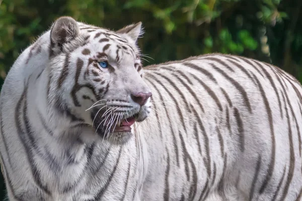 Schöner Erwachsener Weißer Tiger Mit Blauen Augen — Stockfoto