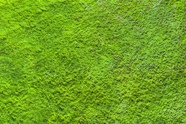 Grönt Gräs För Användning Som Natur Bakgrund — Stockfoto