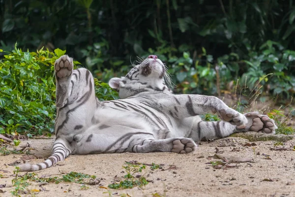 Tigre Branco Está Deitado Areia — Fotografia de Stock