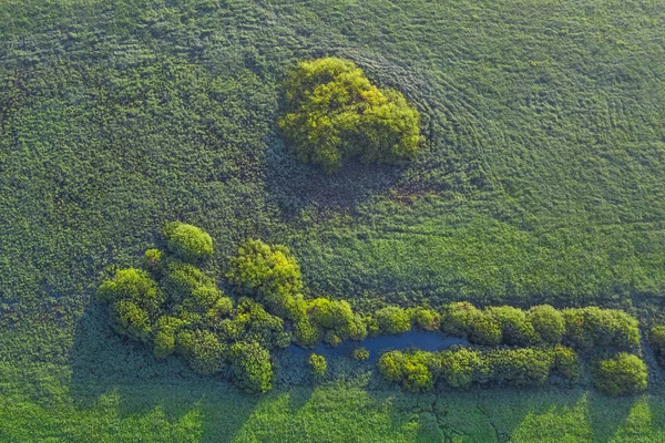 Bovenaanzicht Van Groen Gras Bomen Een Zomerdag — Stockfoto