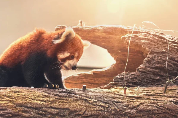 Çok Güzel Kırmızı Bir Ağacındaki Bir Gövde Üzerinde Oturan Panda — Stok fotoğraf