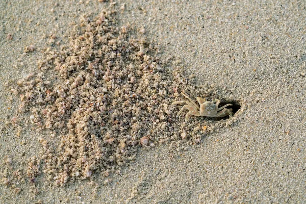 Crabe Creuse Trou Dans Sable — Photo