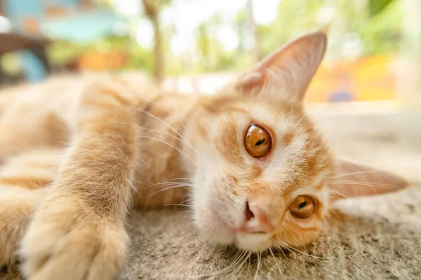 Прекрасный Рыжий Котёнок Лежит Тротуаре Крупным Планом — стоковое фото