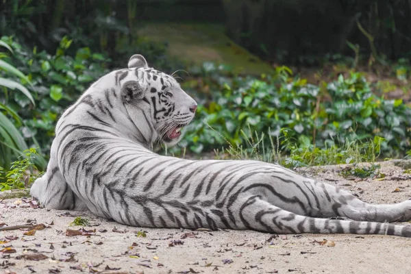 Ein Erwachsener Weißer Tiger Liegt Sand — Stockfoto