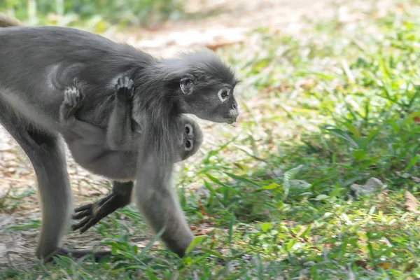 원숭이 아기와 랑구르 Trachypithecus Obscurus — 스톡 사진
