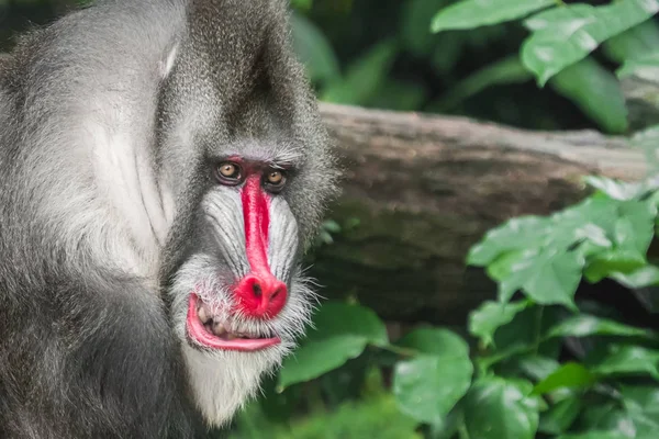 Ler Mandrill Babian Mandrillus Sphinx Porträtt Närbild — Stockfoto