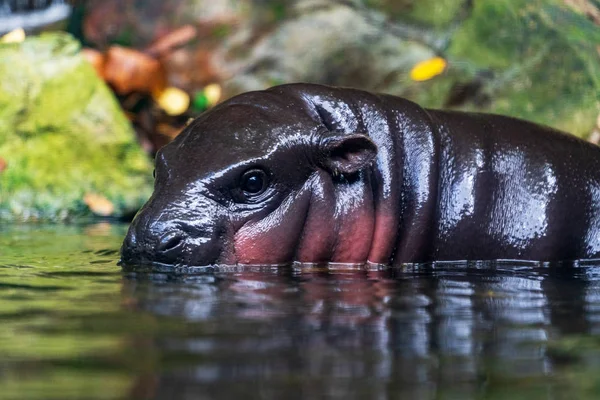 Bebê Hipopótamo Água — Fotografia de Stock