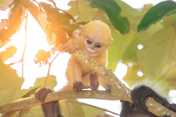 Baby Ciemny Liść Małp Lub Langur Okularowy Trachypithecus Obscurus — Zdjęcie stockowe