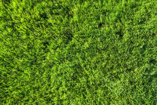 Yeşil Çimen Arka Plan Doku — Stok fotoğraf