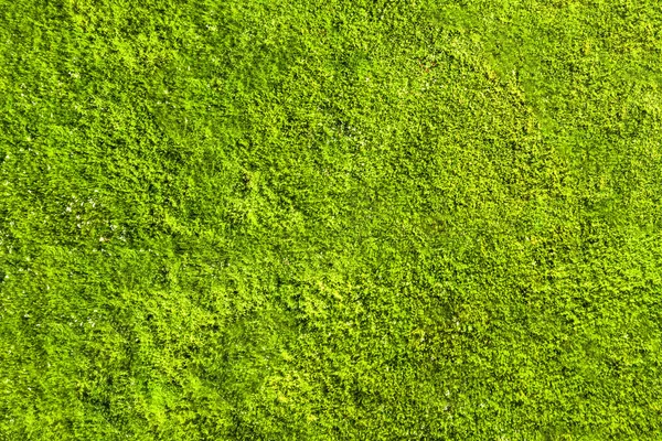Draufsicht Auf Ein Feld Mit Grünem Gras Hintergrund Textur — Stockfoto