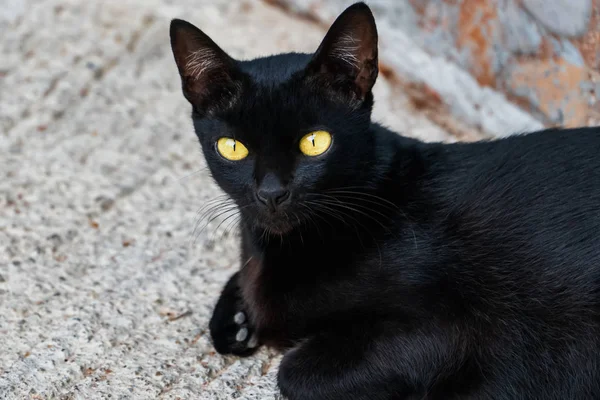Προσωπογραφία Μαύρης Γάτας Κίτρινα Μάτια — Φωτογραφία Αρχείου