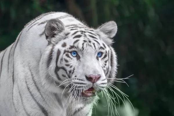 Bílý Tygr Modrýma Očima Zblízka Portrétní — Stock fotografie