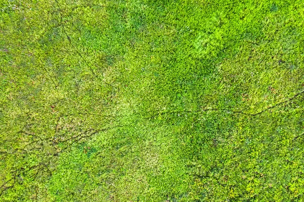 Draufsicht Auf Grünen Rasen Mit Rissen Boden Hintergrund Textur — Stockfoto
