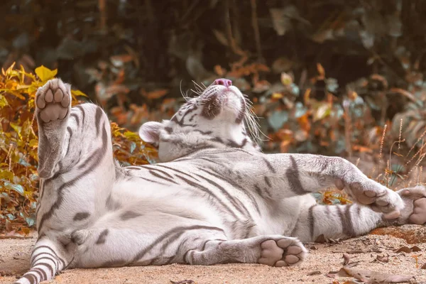 Ein Weißer Tiger Liegt Sand — Stockfoto