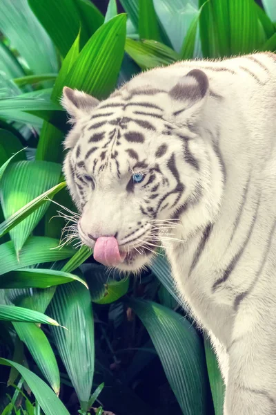 Weißer Tiger Leckt Nase Nahaufnahme — Stockfoto