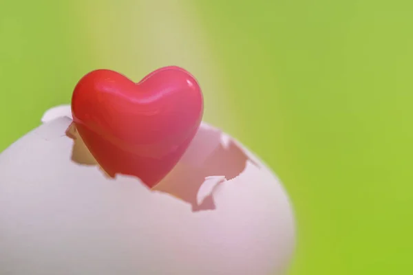 Маленькое Красное Сердце Вылупившееся Белого Яйца Зеленом Фоне — стоковое фото